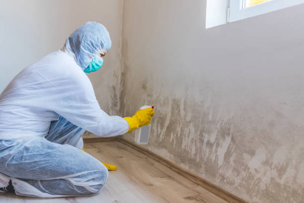 Licensed Basement Mold Remediation service in Andover, MN - Mold Remediation HQ