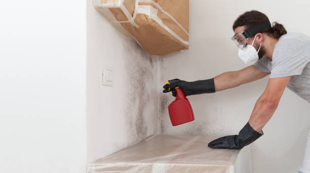 Professional Basement Mold Remediation technician working in Andover, MN
