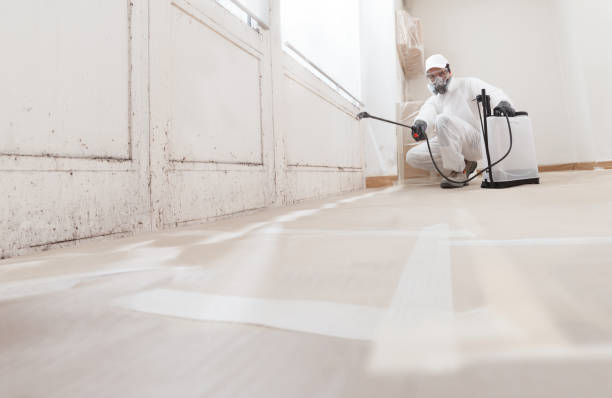 24/7 Emergency Basement Mold Remediation experts in Andover, MN