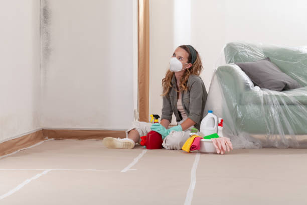 Reliable Basement Mold Remediation contractor in Andover, MN by Mold Remediation HQ
