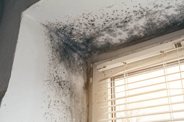Affordable Basement Mold Remediation solutions in Andover, MN