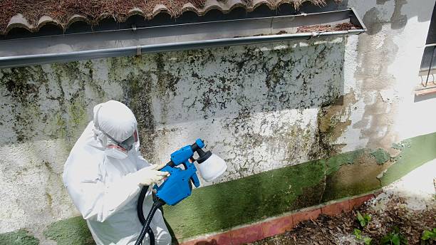Top rated local Basement Mold Remediation specialists in Andover, MN